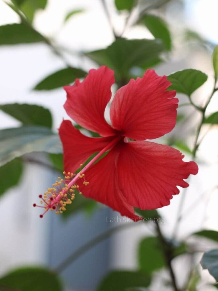 Hibiscus flower in hibiscus plant.